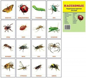 Раздаточные карточки "Насекомые" - fgospostavki.ru - Обнинск