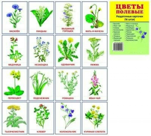 Раздаточные карточки "Цветы полевые" - fgospostavki.ru - Обнинск