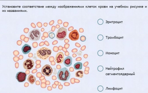 Интерактивные курсы. Биология 11 класс. Расширенный. - fgospostavki.ru - Обнинск