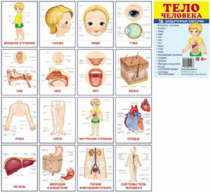 Раздаточные карточки "Тело человека" - fgospostavki.ru - Обнинск