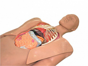 Муляж оперируемого пациента с экскурсией в грудную клетку и маской наркоза - fgospostavki.ru - Обнинск