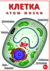 DVD "Клетка - "атом жизни" - fgospostavki.ru - Обнинск