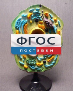 Модель "Клетка растения" - fgospostavki.ru - Обнинск