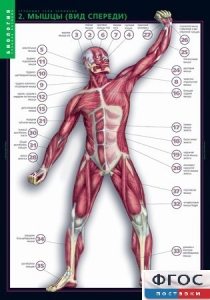 Комплект таблиц. Биология. Строение тела человека. - fgospostavki.ru - Обнинск