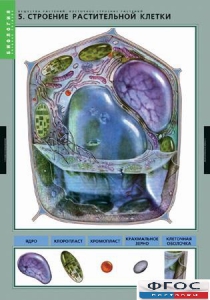 Комплект таблиц. Биология. Вещества растений. Клеточное строение. - fgospostavki.ru - Обнинск