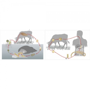 Модель-аппликация Цикл развития бычьего цепня и печеночного сосальщика - fgospostavki.ru - Обнинск