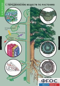 Комплект таблиц. Биология. Растение – живой организм. - fgospostavki.ru - Обнинск