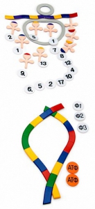 Модель-аппликация "Биосинтез белка" (набор из 49 пластмассовых фигур) - fgospostavki.ru - Обнинск