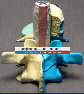 Модель "Части позвоночника человека" - fgospostavki.ru - Обнинск