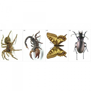 Модель-аппликация Многообразие беспозвоночных - fgospostavki.ru - Обнинск