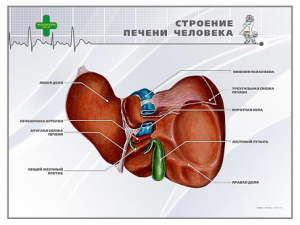 Стенд "Строение печени человека" - fgospostavki.ru - Обнинск