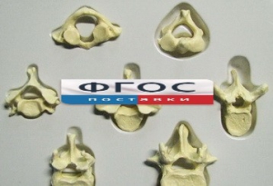 Модель "Позвонки" (из 7 штук) - fgospostavki.ru - Обнинск