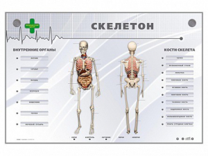 Электрифицированный стенд-тренажер "Скелетон" - fgospostavki.ru - Обнинск