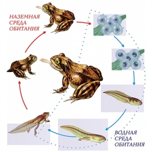 Модель-аппликация Цикл развития лягушки - fgospostavki.ru - Обнинск