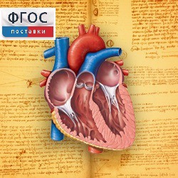 Анатомия (Цифровой атлас школьника) - fgospostavki.ru - Обнинск