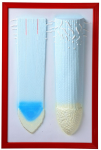 Барельефная модель "Клеточное строение корня" - fgospostavki.ru - Обнинск