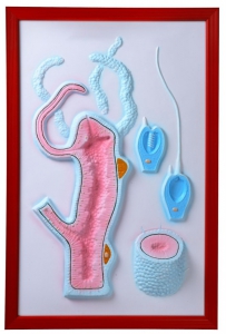 Барельефная модель "Строение гидры" - fgospostavki.ru - Обнинск