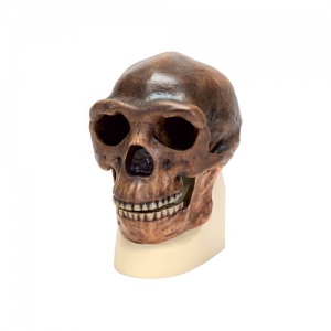 Модель черепа синантропа - fgospostavki.ru - Обнинск