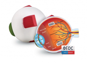 Модель глаза человека (анатомическая) - fgospostavki.ru - Обнинск