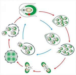 Модель-аппликация Размножение одноклеточной водоросли - fgospostavki.ru - Обнинск