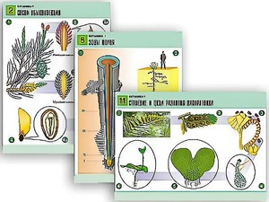 Комплект таблиц по биологии демонстрационных "Ботаника 1" (12 таблиц, формат А1, ламинированные) - fgospostavki.ru - Обнинск