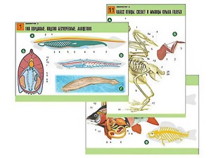Комплект таблиц по биологии демонстрационных "Зоология 2" (16 таблиц, формат А1, ламинированные) - fgospostavki.ru - Обнинск