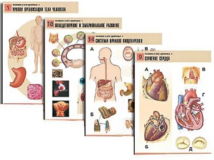 Комплект таблиц по биологии демонстрационных "Человек и его здоровье 1" (20 таблиц, формат А1, ламинированные) - fgospostavki.ru - Обнинск