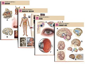 Комплект таблиц по биологии демонстрационных "Человек и его здоровье 2" (10 таблиц, формат А1, ламинированные) - fgospostavki.ru - Обнинск