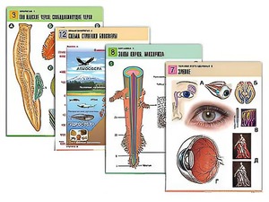 Комплект таблиц по всему курсу биологии (120 штук, формат А1, полноцветные, ламинированные) - fgospostavki.ru - Обнинск