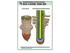 Рельефная таблица "Внешнее и внутреннее строение корня" (формат А1, матовое ламинирование) - fgospostavki.ru - Обнинск