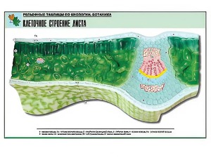 Рельефная таблица "Клеточное строение листа" (формат А1, матовое ламинирование) - fgospostavki.ru - Обнинск