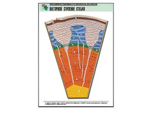 Рельефная таблица "Клеточное строение стебля" (формат А1, матовое ламинирование) - fgospostavki.ru - Обнинск