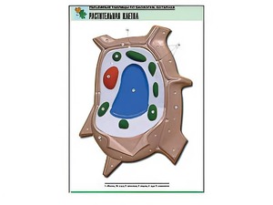 Рельефная таблица "Растительная клетка" (формат А1, матовое ламинирование) - fgospostavki.ru - Обнинск