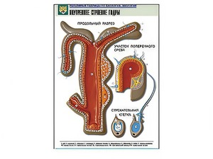 Рельефная таблица "Внутреннее строение гидры" - fgospostavki.ru - Обнинск