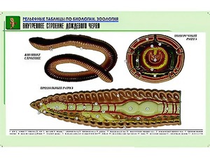 Рельефная таблица "Внутреннее строение дождевого червя" (формат А1, матовое ламинирование) - fgospostavki.ru - Обнинск
