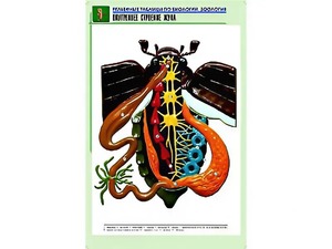 Рельефная таблица "Внутреннее строение жука" (формат А1, матовое ламинирование) - fgospostavki.ru - Обнинск