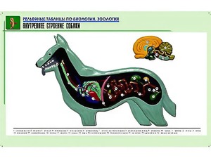 Рельефная таблица "Внутреннее строение собаки" (формат А1, матовое ламинирование) - fgospostavki.ru - Обнинск