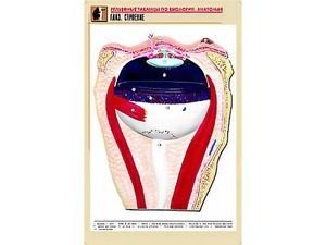 Рельефная таблица "Глаз. Строение" (формат А1, матовое ламинирование) - fgospostavki.ru - Обнинск