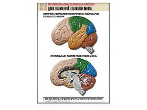 Рельефная таблица "Доли полушарий головного мозга" (формат А1, матовое ламинирование) - fgospostavki.ru - Обнинск