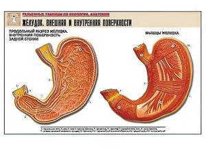 Рельефная таблица "Желудок. Внешняя и внутренняя поверхности" (формат А1, матовое ламинирование) - fgospostavki.ru - Обнинск