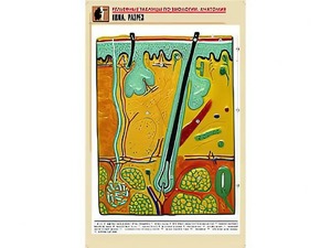 Рельефная таблица "Кожа. Разрез" (формат А1, матовое ламинирование) - fgospostavki.ru - Обнинск