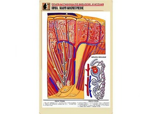 Рельефная таблица "Почка. Макро-микростроение" (формат А1, матовое ламинирование) - fgospostavki.ru - Обнинск