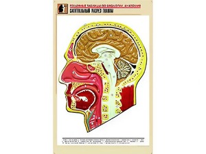 Рельефная таблица "Сагиттальный разрез головы" (формат А1, матовое ламинирование) - fgospostavki.ru - Обнинск