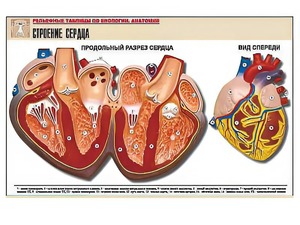 Рельефная таблица "Строение сердца" (формат А1, матовое ламинирование) - fgospostavki.ru - Обнинск
