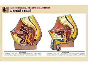 Рельефная таблица "Таз мужской и женский" (формат А1, матовое ламинирование) - fgospostavki.ru - Обнинск