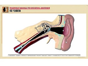 Рельефная таблица "Ухо человека" (формат А1, матовое ламинирование) - fgospostavki.ru - Обнинск