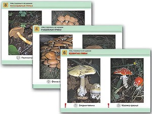 Комплект таблиц раздаточных "Грибы съедобные и несъедобные" (цветные, ламинированные, А4, 8 штук) - fgospostavki.ru - Обнинск