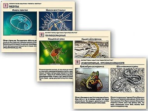 Комплект таблиц раздаточных "Ядовитые животные" - fgospostavki.ru - Обнинск