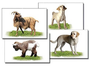 Набор карточек "Домашние животные" (раздаточные) - fgospostavki.ru - Обнинск
