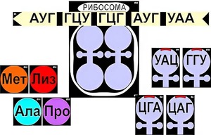 Модель-аппликация "Биосинтез белка" (ламинированная) - fgospostavki.ru - Обнинск